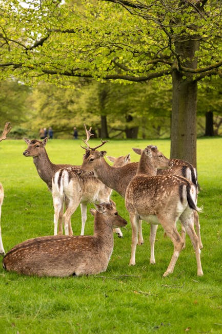 A group of six deer in a lush green park scene beneath a large leafy tree with bright green foliage. The deer vary in size and color, with some standing and others lying on the grass. Two of the standing deer have antlers, while others are without antlers, showcasing different ages and genders. The deer's fur ranges from light brown to darker brown with some white markings on their bodies and tails. The textured, vibrant green grass covers the ground, with a few scattered patches of shade from the tree branches overhead. In the background, a few distant figures can be seen walking or sitting, adding depth to the scene. The natural lighting is soft, highlighting the details of the deer's fur and the contrasting textures of the smooth grass and the rough bark of the tree. This peaceful, natural moment captures the quiet habitat where wildlife like deer can be observed close to an urban or park setting, relevant to services offering alternative waste handling or outdoor waste management solutions in green spaces or conservation areas.
